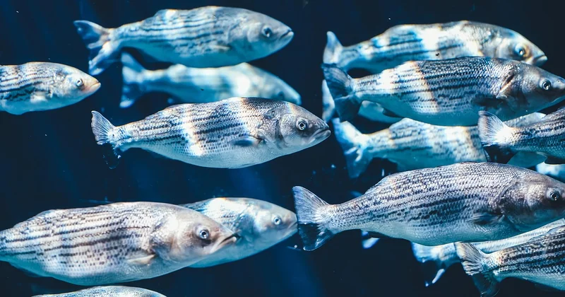 Que signifient vraiment "référencement naturel" et "référencement SEA" ?
